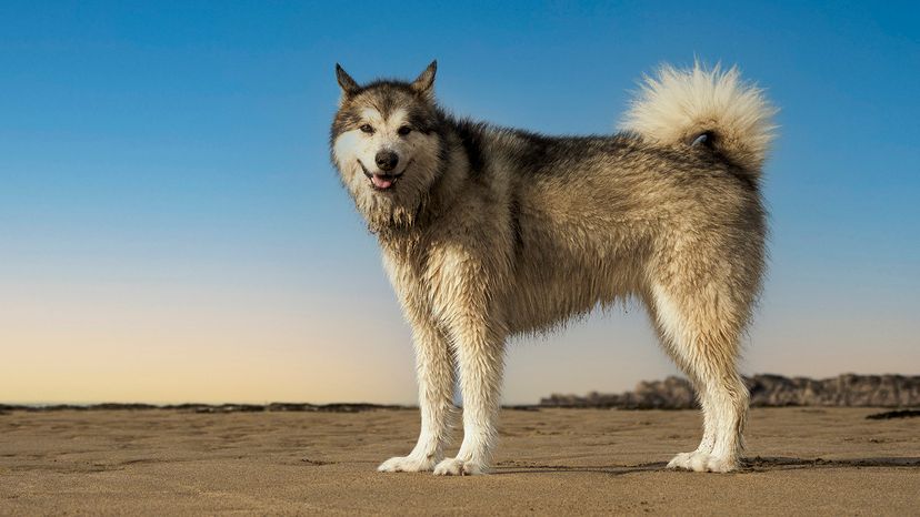 Alaskan Malamute