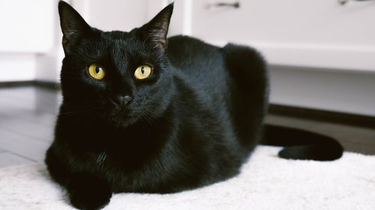 15 Names for Black Cats: Morticia, Jiji, Binx and More