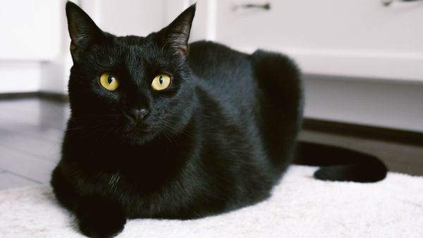 15 Names for Black Cats: Morticia, Jiji, Binx and More