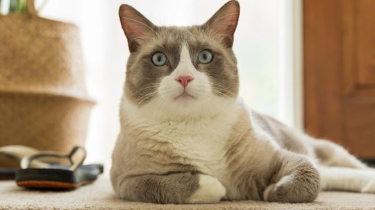 Snowshoe Cat: American Shorthair Charm and Siamese Aesthetic