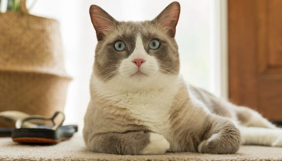 Snowshoe Cat: American Shorthair Charm and Siamese Aesthetic