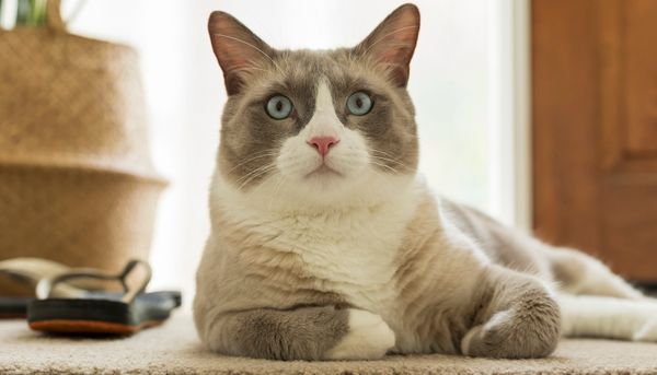Snowshoe Cat: American Shorthair Charm and Siamese Aesthetic