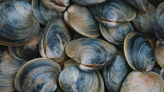 An Ocean Quahog Shows Its Age Like Rings on a Tree