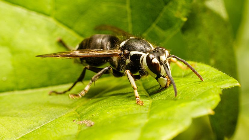 bald-faced hornet