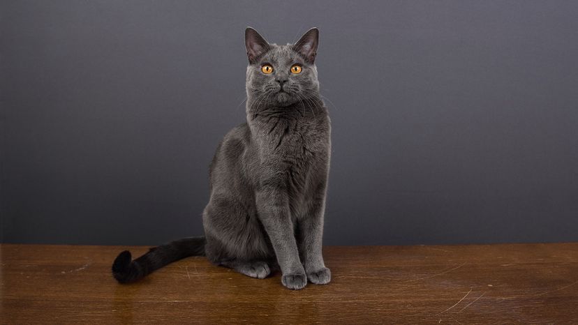 Chartreux cat
