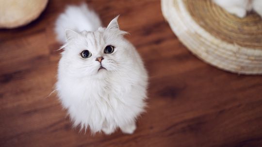8 Fluffy Cats for Cuddle-loving Pet Parents