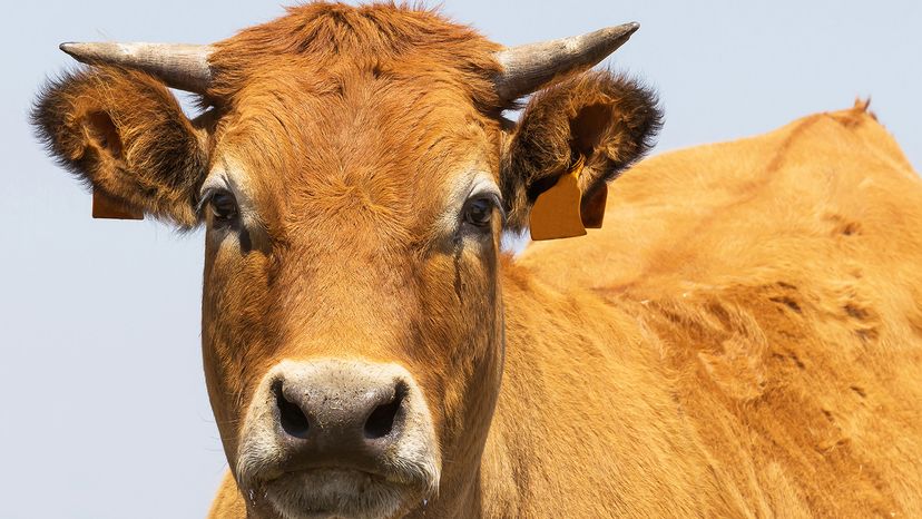 Bull