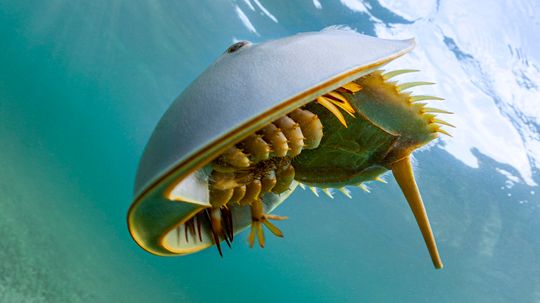 Horseshoe Crab Looks Like an Alien, If We're Being Honest