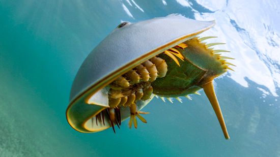 Horseshoe Crab Looks Like an Alien, If We're Being Honest
