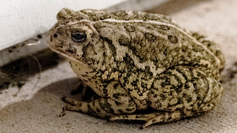 Great Plains toad