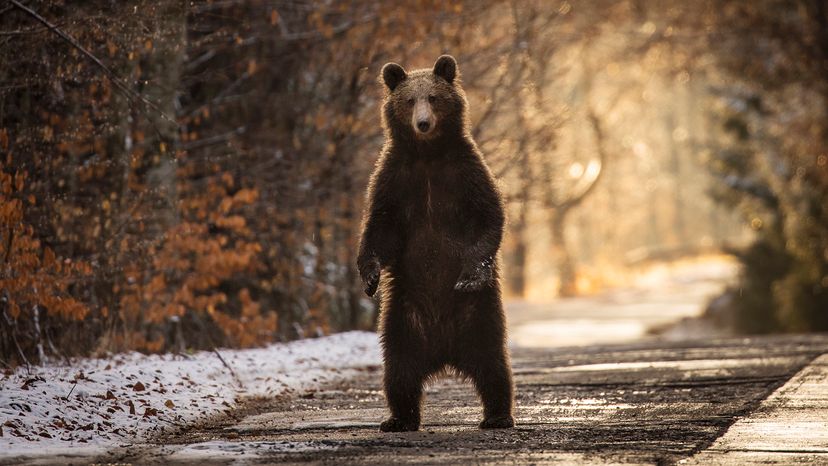 Brown bear