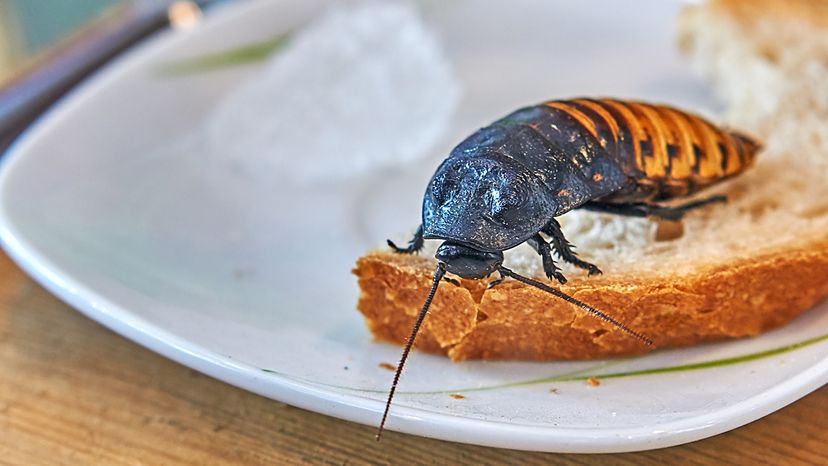 cockroach on a slice of bread