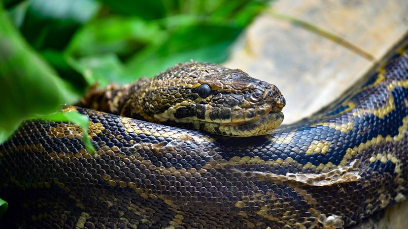 African rock python