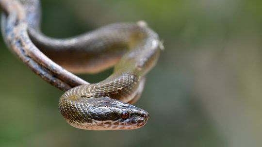 The African House Snake Will Love You for a Humid Home