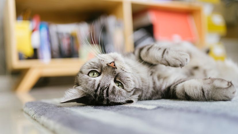 Cat rolling on floor