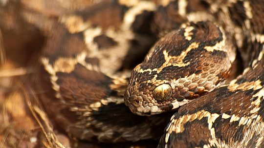 Saw-scaled Viper: Opportunistic, Fast and Highly Venomous