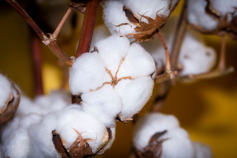The fibrous seed that must be removed from the cotton plant before the cotton can be used