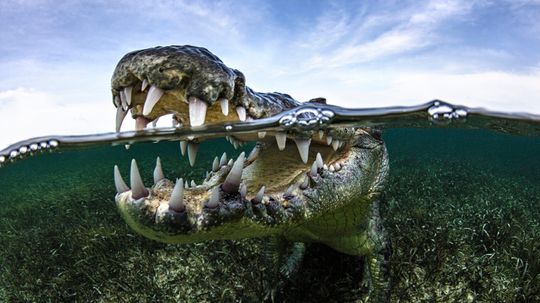 American Crocodile Lives up to 70 Years and Weighs 2,000 lbs