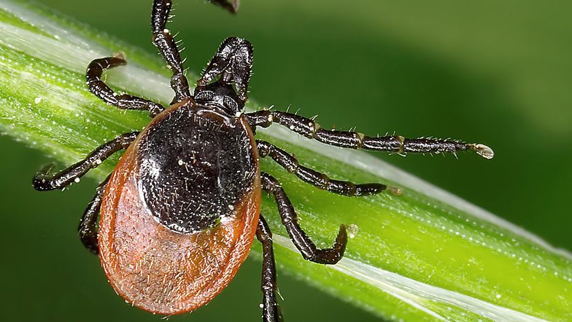 Western Blacklegged Tick