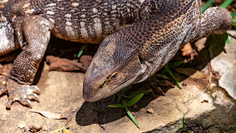 Nile monitor