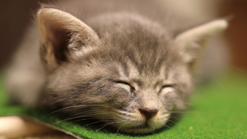 Russian Blue mix