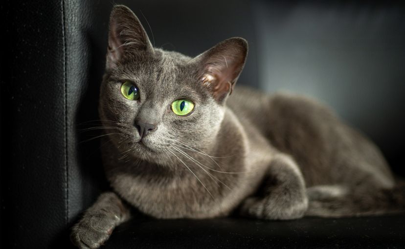 Russian Blue