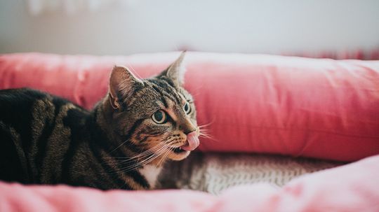 Is Cat Drooling a Red Flag? When to Act