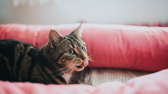 Is Cat Drooling a Red Flag? When to Act