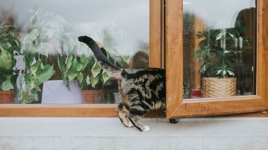 Is Eucalyptus Safe for Cats? Definitely Not