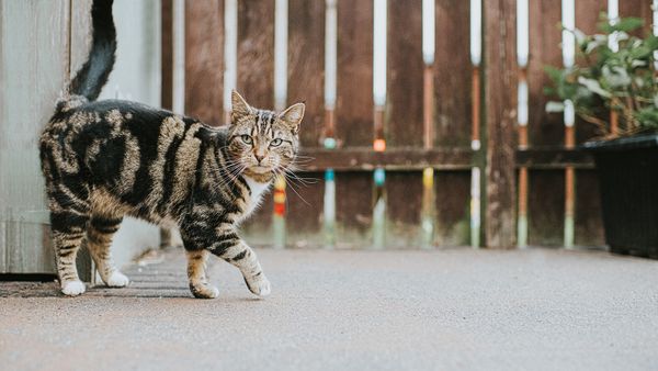 Have a Tabby Cat? It's Not an Actual Breed