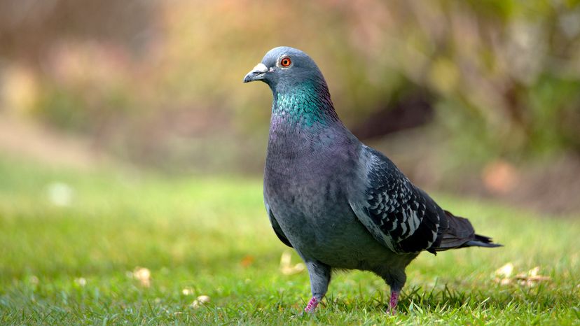 pigeon