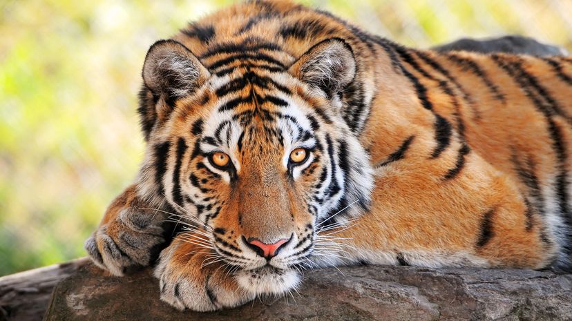 Tiger lounging on a fallen tree