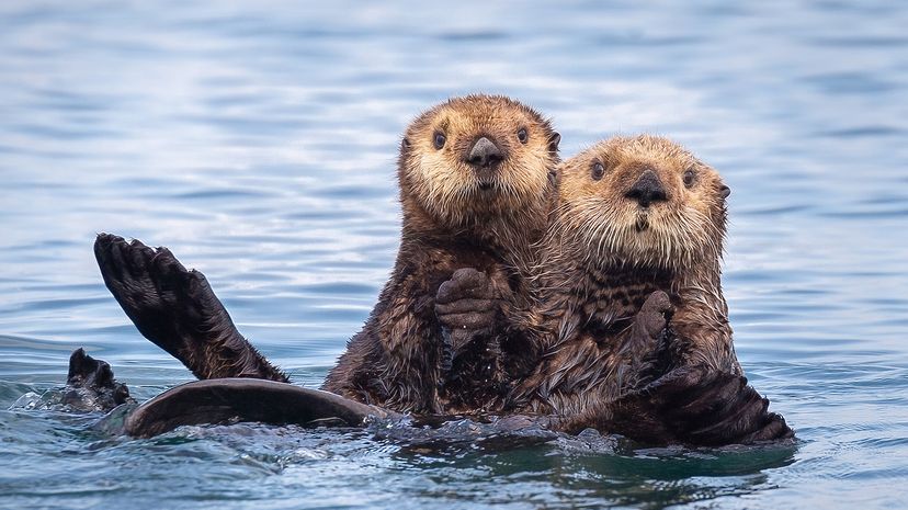 Sea otters