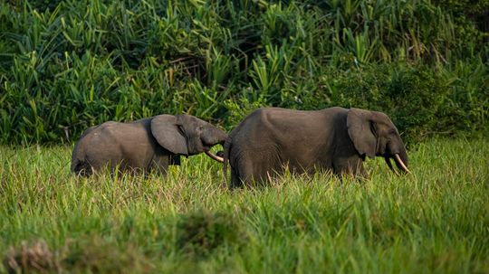 Critically Endangered African Forest Elephant Is a Big Gardener