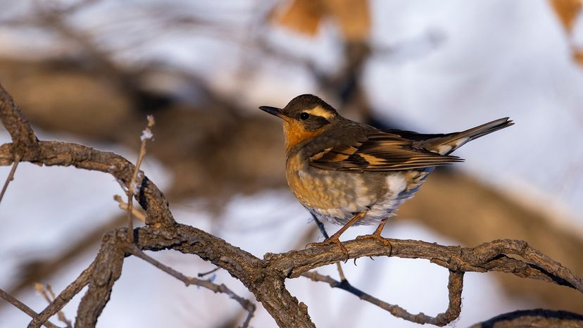 Varied thrush