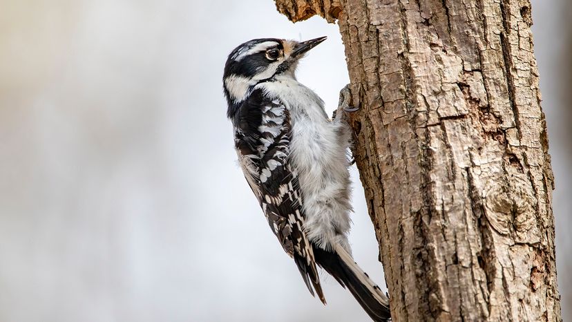 hairy woodpecker