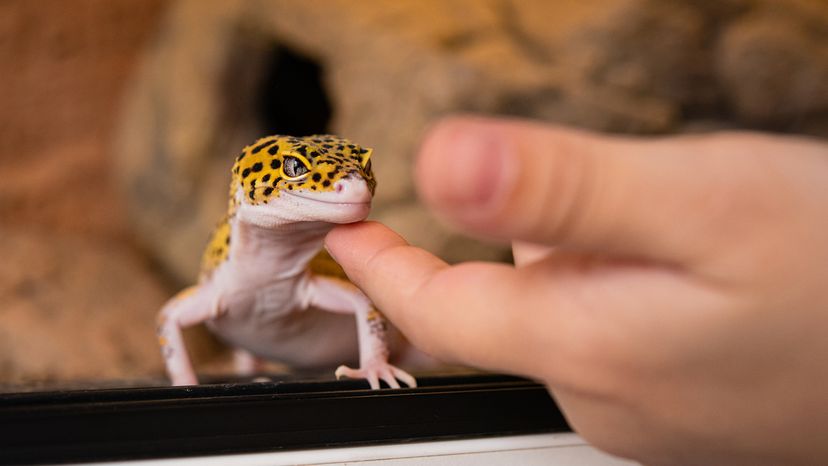 Leopard gecko