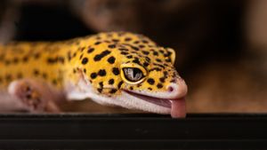 gecko