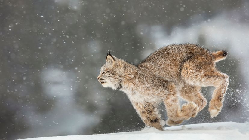 Canadian lynx