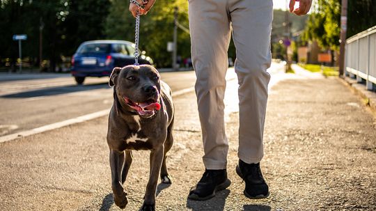 American Bulldog vs. Pit Bull: Breed Origins and Recognition