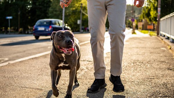 American Bulldog vs. Pit Bull: Breed Origins and Recognition