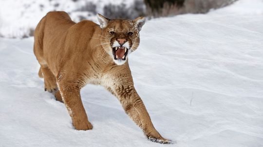 The World's Most Dangerous Cat and 14 Other Fierce Felines