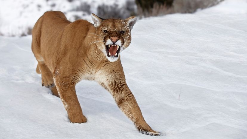 mountain lion