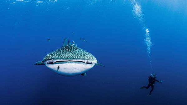 Whale shark