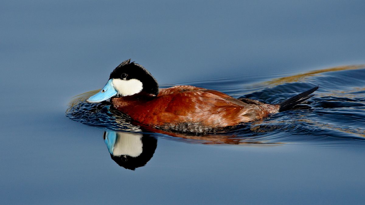 Every Birdwatcher Should Know These Types of Ducks