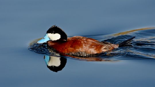 The 3 Types of Ducks Every Birdwatcher Should Know