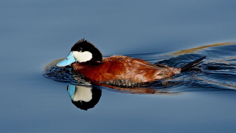 Duck with brown body, black and white head, and light blue bill swimming in glassy water