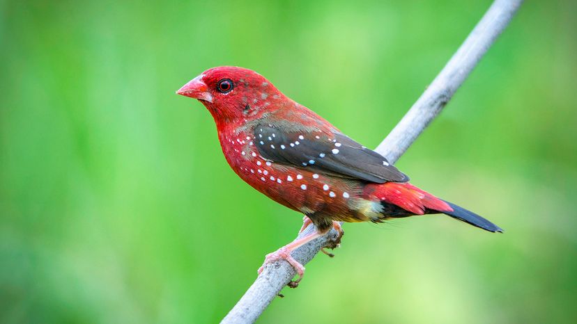 Red Avadavat