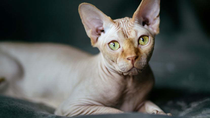 Sphynx