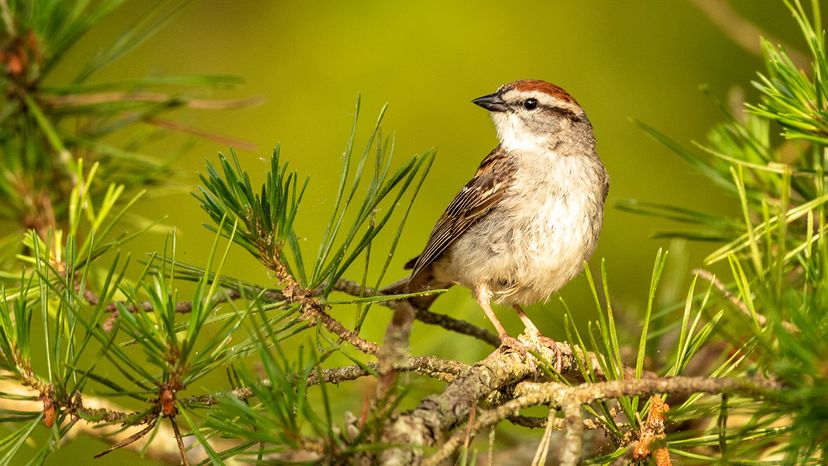 Chipping sparrow